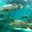 Превью-(13685) Океанариум Rayong Aquarium