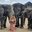 Превью-(14027) Парк Hua Hin Safari