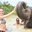 Превью-(8589) Elephant Jungle Sanctuary Pattaya