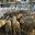 Превью-(8688) Овечья ферма Swiss Sheep Farm