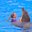 Превью-(8837) Дельфинарий Dolphinarium