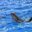 Превью-(8842) Дельфинарий Dolphinarium