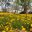 Превью-(8998) Парк Flower Land