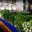 Превью-(9585) Продуктовый рынок Ват Бун