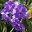Превью-(9813) Сад орхидей на Пхукете