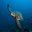 Превью-(9909) Дайв-центр Igors Dive Center