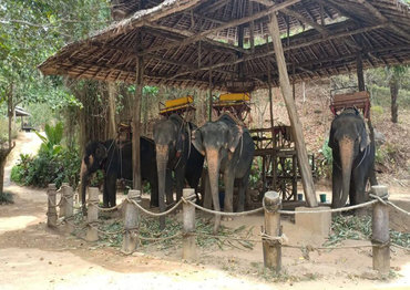 Ферма слонов на Пхукете
