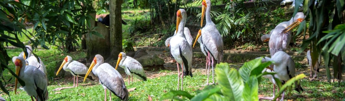 Куала-лумпурский парк птиц