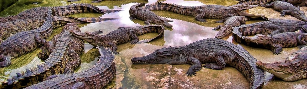 Крокодиловая ферма Качикали
