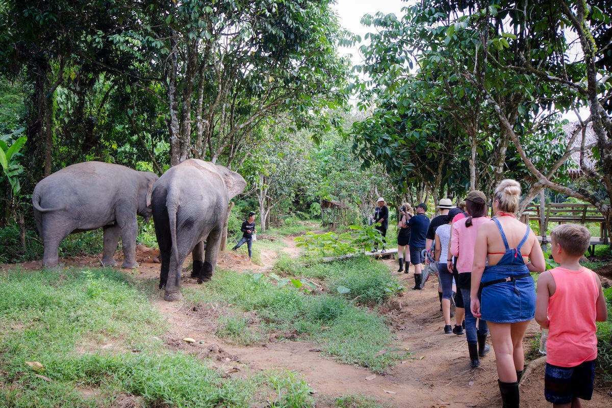 Elephant sanctuary park. Элефант Джангл Пхукет. Пхукет слоны джунгли. Elephant Jungle Sanctuary Phuket. Green Elephant Sanctuary Park Phuket.