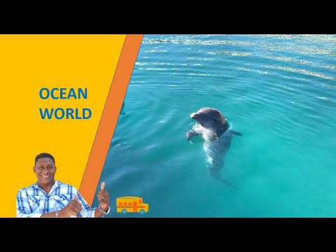 Visit Ocean World, Puerto Plata, Dominican Republic | swim with dolphins