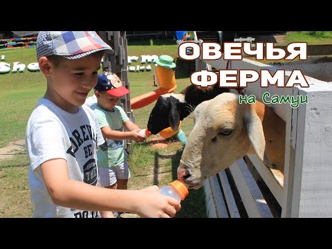 Овечья ферма Самуи