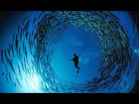 Hin Daeng - Scuba Diving Thailand | Underwater HD by Scuba Explorer