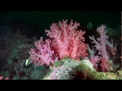 Scuba Diving South Andaman Sea - Thailand, Underwater Video HD