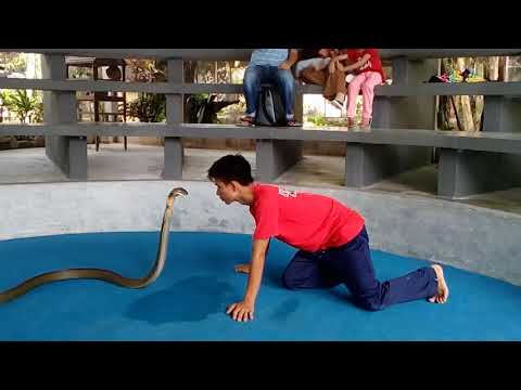 Krabi King Cobra Show #03