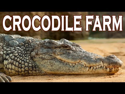 Crocodile Farm in Bangkok Thailand (Samutprakarn Crocodile Farm & Zoo)