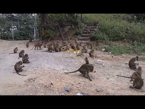 Wat Khao Takiab, Хуахин, Таиланд, гора обезьян