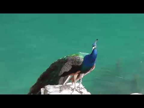 Голубое озеро. Абхазия