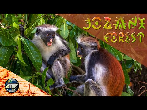 Лес Джозани | Мартышкино царство красного колобуса | Занзибар | Танзания