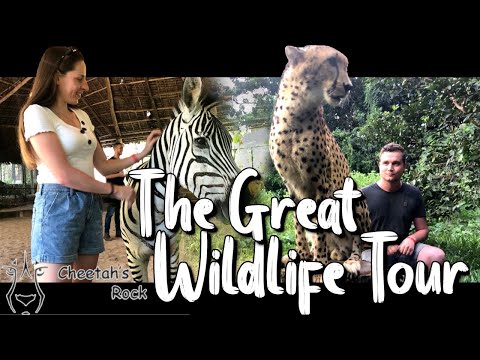 The Great Wildlife Tour! Cheetah's Rock Zanzibar (Tanzania) Cinematic | Shot on iPhone X