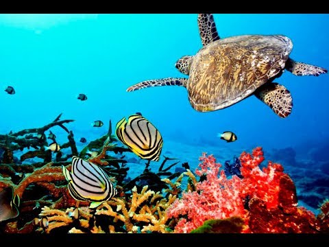 Diving Zanzibar Mnemba Island 2019 4K #zanzibar