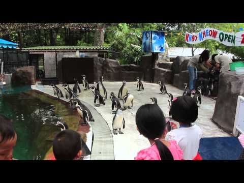 Khao Kheow Open Zoo  in Pattaya