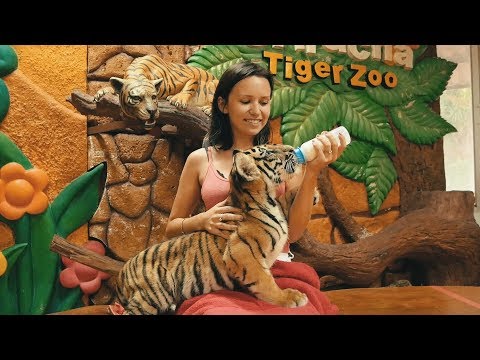 Паттайя. Тигровый зоопарк Сирача. Что посетить в Паттайе?
