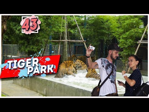Tiger park Pattaya. Тигровый парк в Паттайе. Полный обзор