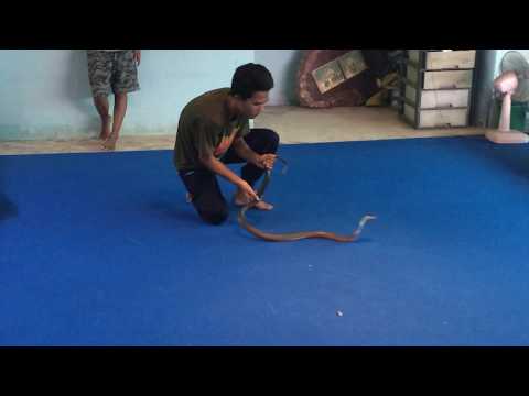 Snake Show in Pattaya, Thailand! Kiss of Death!