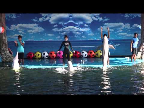 Pattaya Attractions - Dolphin World & Resort