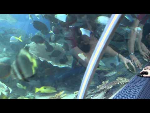Pattaya Attractions - Underwater World