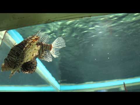 Bang Saen Aquarium - Pattaya Attraction