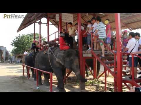 Катание на слонах в Паттайе. Camp Chang