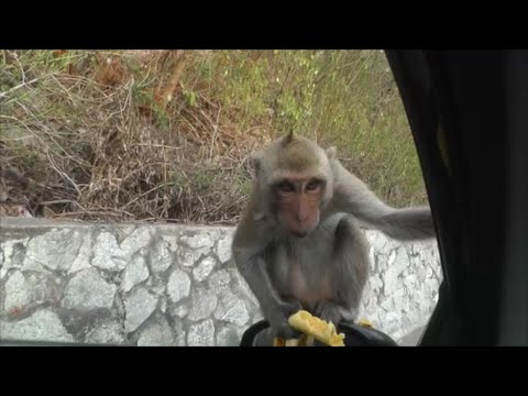 The Monkeys of Khao Sam Muk, Bang Saen, Chonburi, Thailand