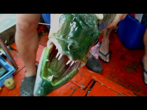 Тайланд. Паттайя. Морская рыбалка на барракуду и окуня. Ловля троллингом