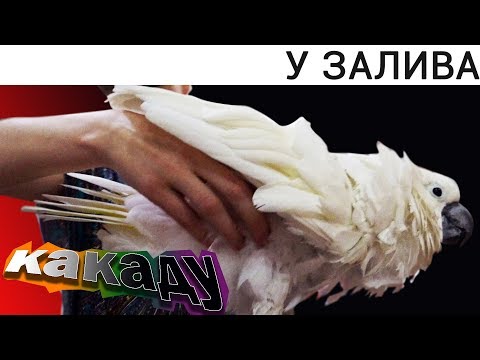 КАФЕ БЕЛЫЙ ПОПУГАЙ - ОДНО ИЗ ЛУЧШИХ МЕСТ, ЧТОБЫ ПОЕСТЬ, В ПАТТАЙЕ. ЧАСТЬ 1