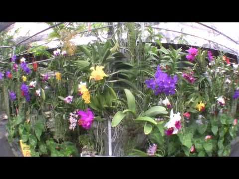 Сад Орхидей на Пхукете!!! Orchid Farm Phuket!!! Экскурсии с phuket-cheap-tour.ru