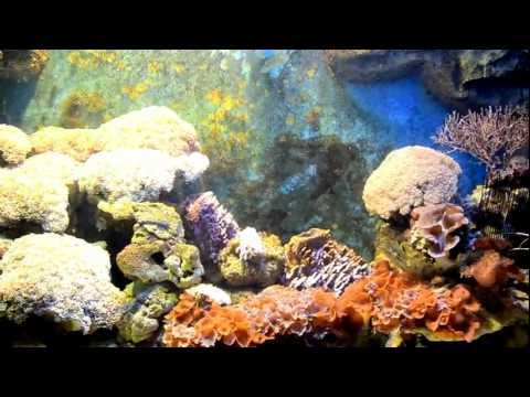 Phuket Aquarium (HD)