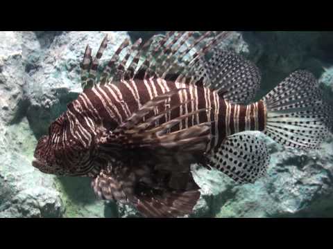 HD video. Phuket Sea Aquarium / Acuario de Phuket / Aquarium de la mer