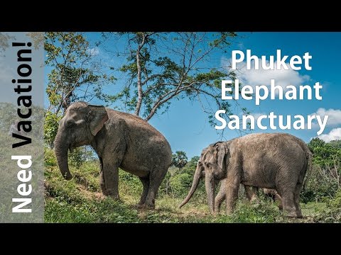 Thailand 2017. Phuket Elephant Sanctuary. Walking with elephants.