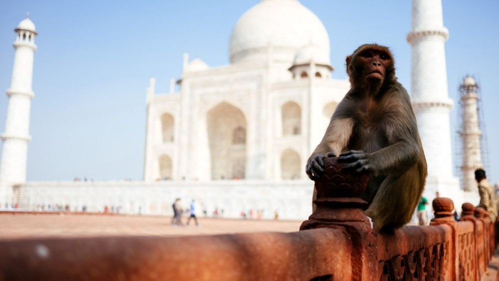 Индия,Тадж-Махал, обезьяны